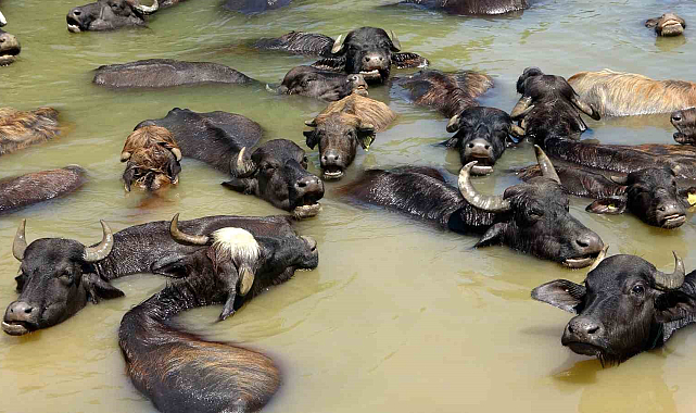 Sıcaktan bunalan mandalar nehirde serinliyor