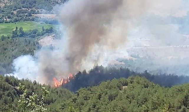 Sinop'ta orman yangını