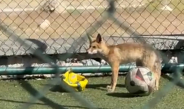 Spor sahasına tilki girdi