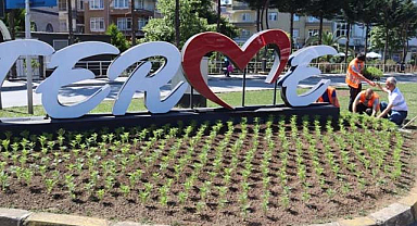Terme Belediyesi kendi ürettiği çiçekleri dikiyor