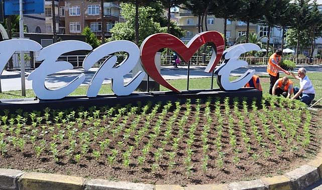 Terme Belediyesi kendi ürettiği çiçekleri dikiyor