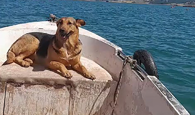 Tokat'ta sevimli köpeğin sandal turu gülümsetti