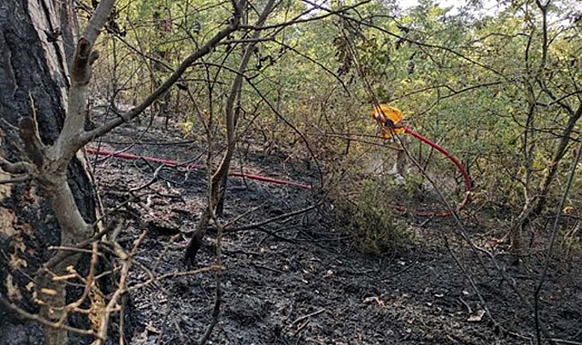 Vezirköprü'de orman yangın korkuttu