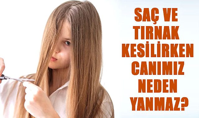 Vücudumuzun gizemli bölümleri: Saç ve tırnak kesilirken neden acı hissi yok?