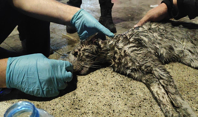 Yangında mahsur kalan kediyi hayatta tutma mücadelesi