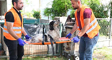 Yaralı köpeğe Terme Belediyesi sahip çıktı
