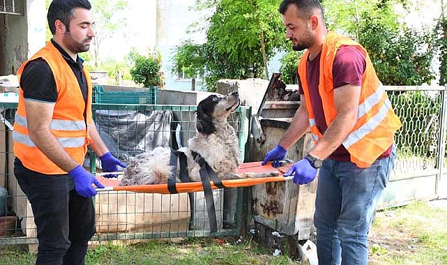 Yaralı köpeğe Terme Belediyesi sahip çıktı