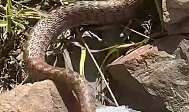 Zehirli yılanla karşı karşıya geldi