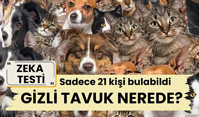 Zeka testi : Kedi ve köpeklerin arasındaki gizli tavuk nerede? Sadece 21 kişi bulabildi