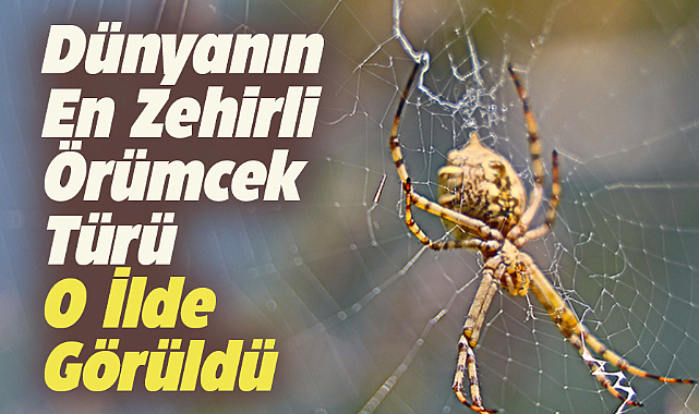 Aksaray'da dünyanın en zehirli örümceklerinden biri olan loplu örümcek görüldü