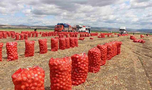 Amasya'da soğan tarlada 6 TL