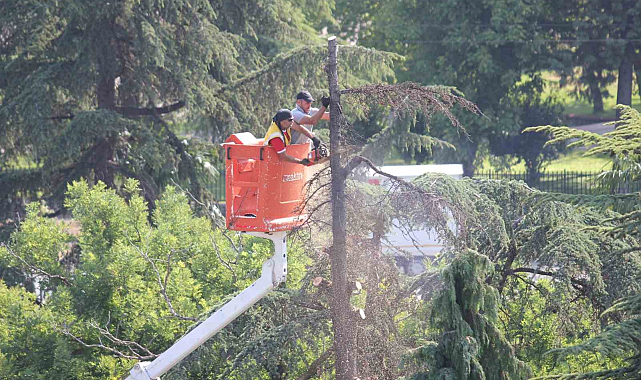 Anıtpark'ta kuruyan ağaçlar kesildi