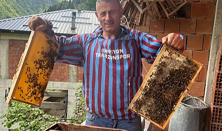 Anzer balına rakip çıktı!