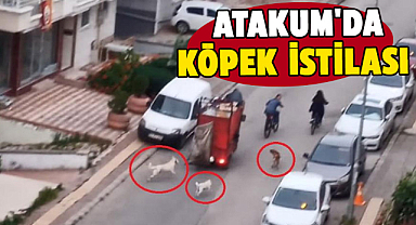 Atakum'da köpek istilası