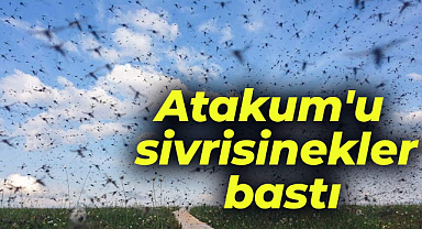 Atakum'da sivrisinekler vatandaşı canından bezdirdi