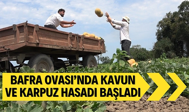Bafra Ovası'nda karpuz ve kavun hasadı başladı
