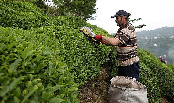 Bakan Yumaklı'dan yaş çay alımına ilişkin soruya yanıt
