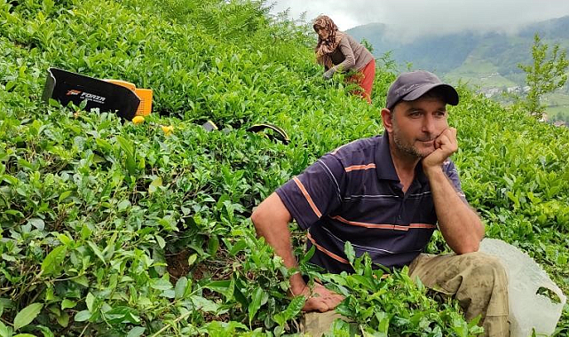 ÇAYKUR günlük çay alım kontenjanını 20 kilograma düşürdü