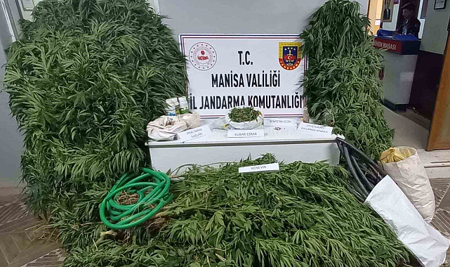 Cezaevi firarisi kenevir sularken suçüstü yakalandı