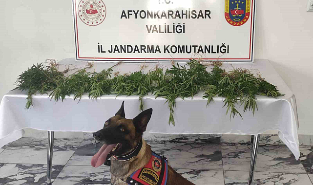 Çiftlik evine kenevir baskını