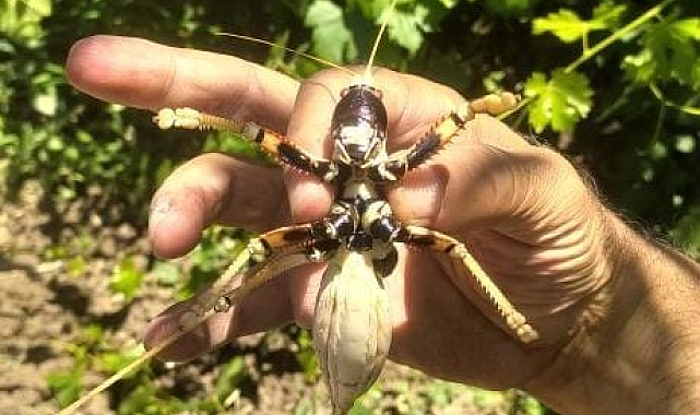 Elazığ'da dev etçil çekirge görüntülendi