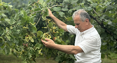 Fındık hasadı için gün sayıyorlar