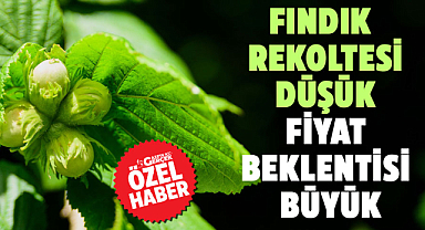 Fındık rekoltesi düşük fiyat beklentisi büyük