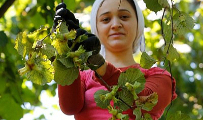 Fındıkta rekolte tespit çalışmaları başladı