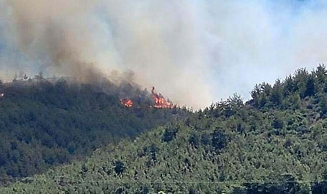 Hatay’da orman yangını 4. saatte söndürüldü
