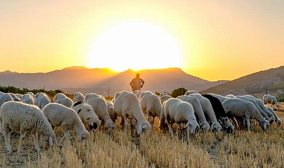 Hayvancılıkta destek tutarları belli oldu