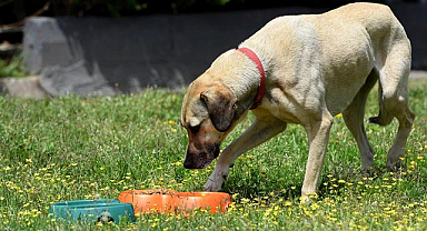 Hayvanseverlerin tepki gösterdiği  ötenazi kelimesi kanun teklifi metninden çıkartıldı