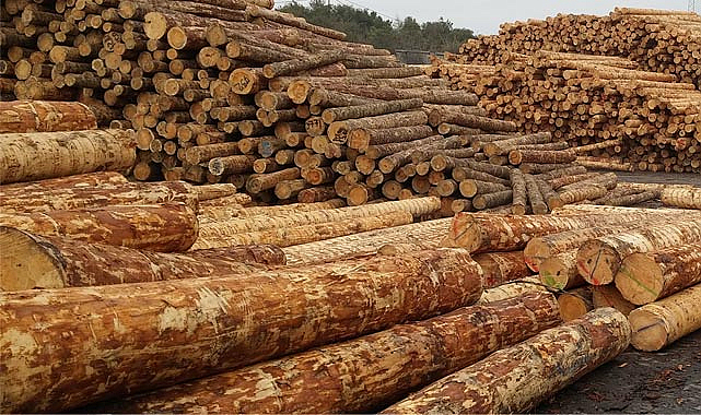 Karabük'te orman işçisi tomruğun altında kalarak can verdi