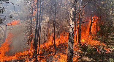Karabük'te ormanlık alan cayır cayır yanıyor