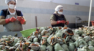 Karadeniz’den Uzak Doğu’ya salyangoz