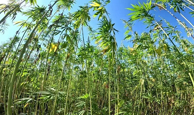 Kenevir üretiminde Samsun lider