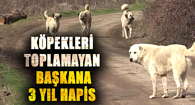 Köpekleri toplamayan başkana 3 yıl hapis