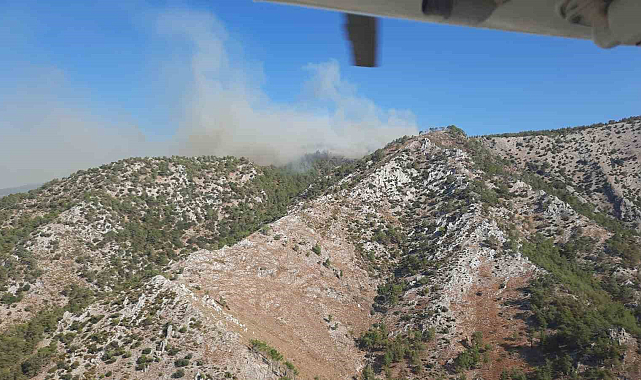 Milas'ta orman yangını