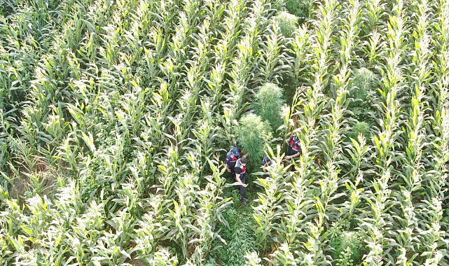 Mısır yerine esrar dikmiş