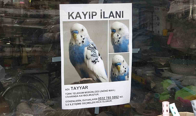 Muhabbet kuşunu bulmak için her yere kayıp ilanı astı