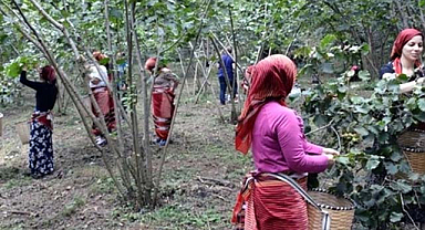 Ordu'da fındık işçi yevmiyeleri açıklandı