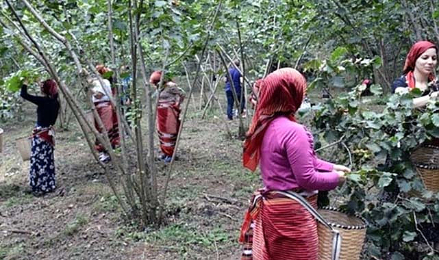 Ordu'da fındık işçi yevmiyeleri açıklandı