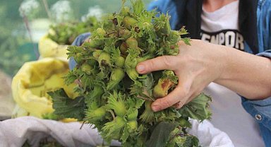 Ordu'da taze fındık tezgahlarda: Kilosu 100 TL