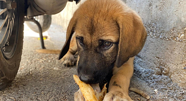 ‘Ötenazi’ kelimesi metinden çıkarıldı