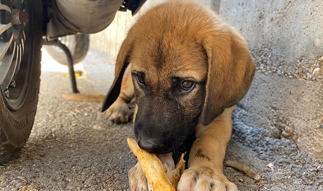 ‘Ötenazi’ kelimesi metinden çıkarıldı