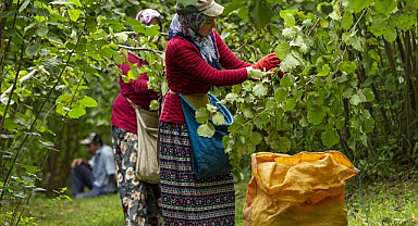 Rize fındık işçi yevmiyesi açıklandı 