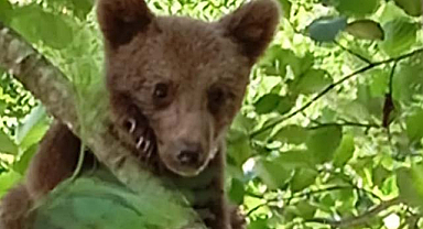 Rize’nin davetsiz misafirleri