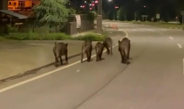 Rize'de aç kalan domuzlar ilçe merkezine indi