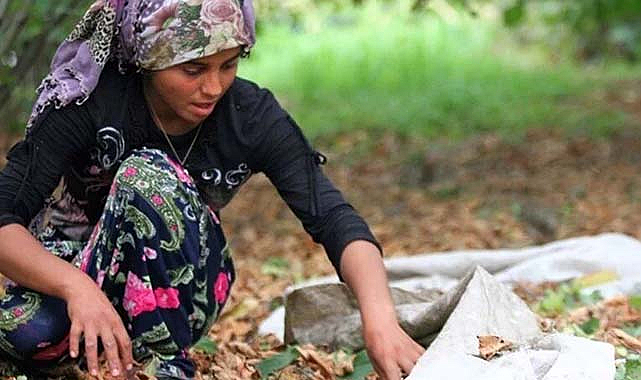 Samsun Çarşamba'da fındık işçi yevmiyesi açıklandı 
