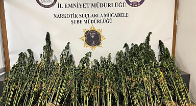 Samsun'da 178 kök kenevir ele geçirildi