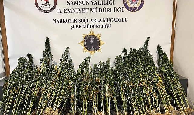 Samsun'da 178 kök kenevir ele geçirildi